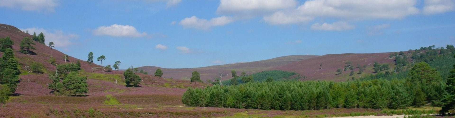 Malt Whiskies from the Lowlands of Scotland