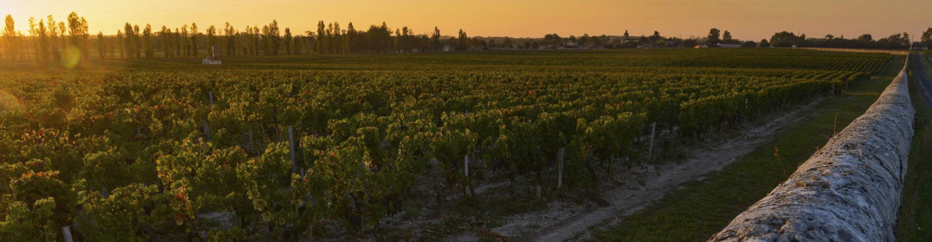 Vineyards in the Margaux appellation of Bordeaux