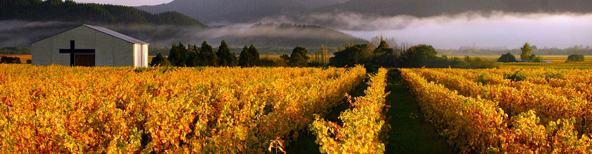 Vineyards in Marlborough, New Zealand