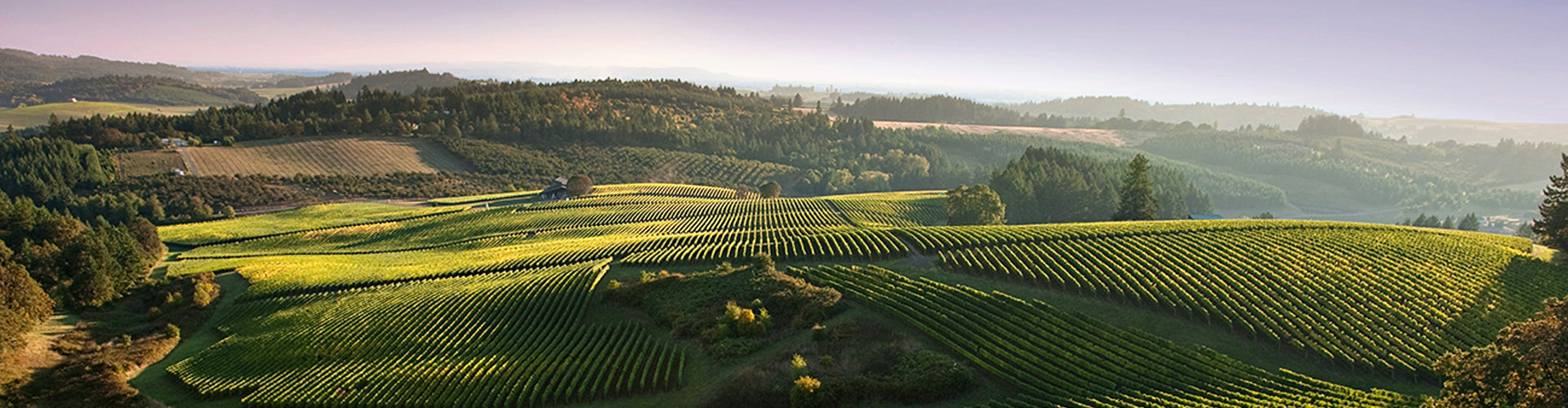 Shea Vineyards in Oregon, Pacific Northwest of America