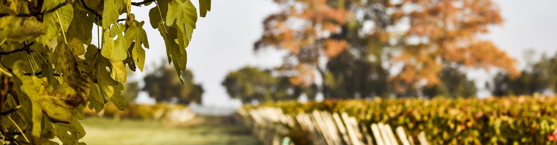 Vineyards in the commune of Pauillac, Bordeaux