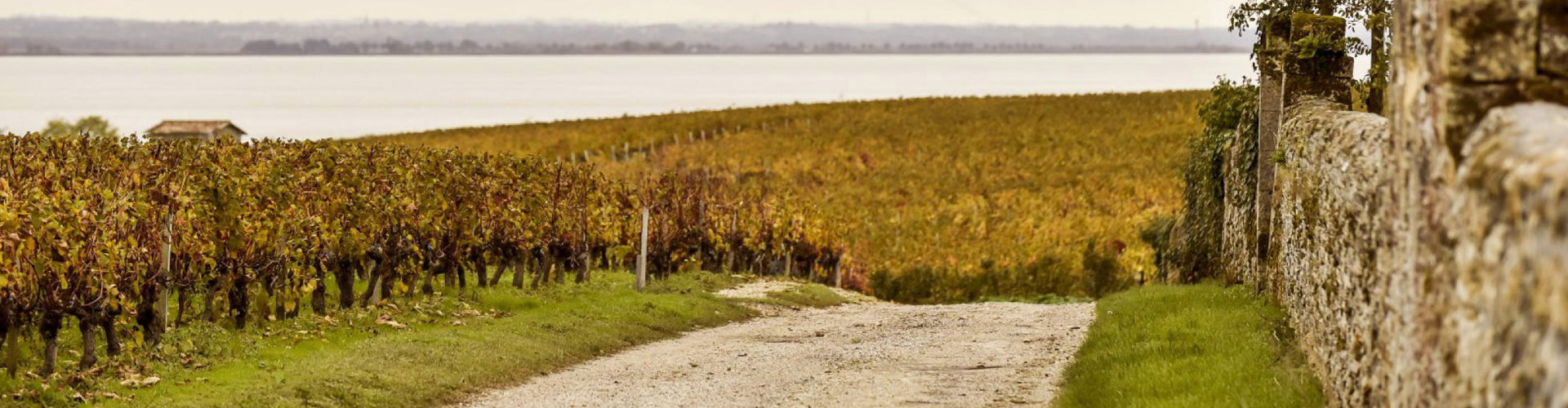 Vineyards in the Saint Estèphe Wine Region of Bordeaux