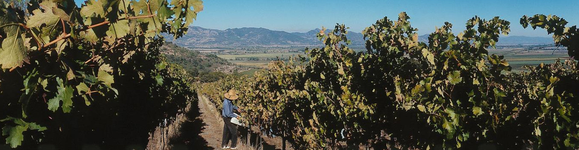 Vineyard Worker in the MontGras Vineyards