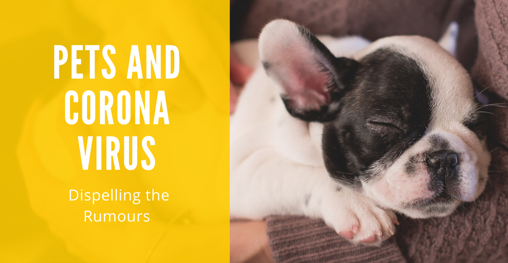 Pets and Coronavirus – Dispelling the Rumours