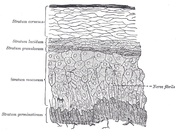 Layers of the Epidermis | Make This Universe
