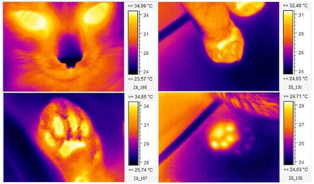 Thermal cat