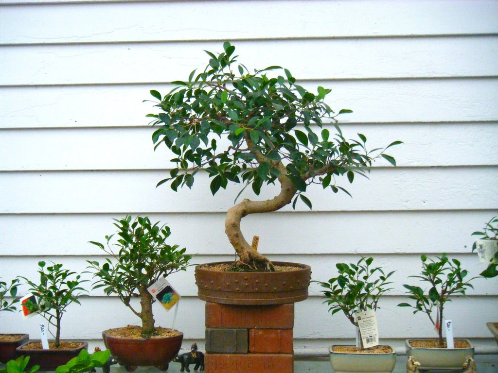  Bonsai Tree Louisville Ky  Don t miss out 