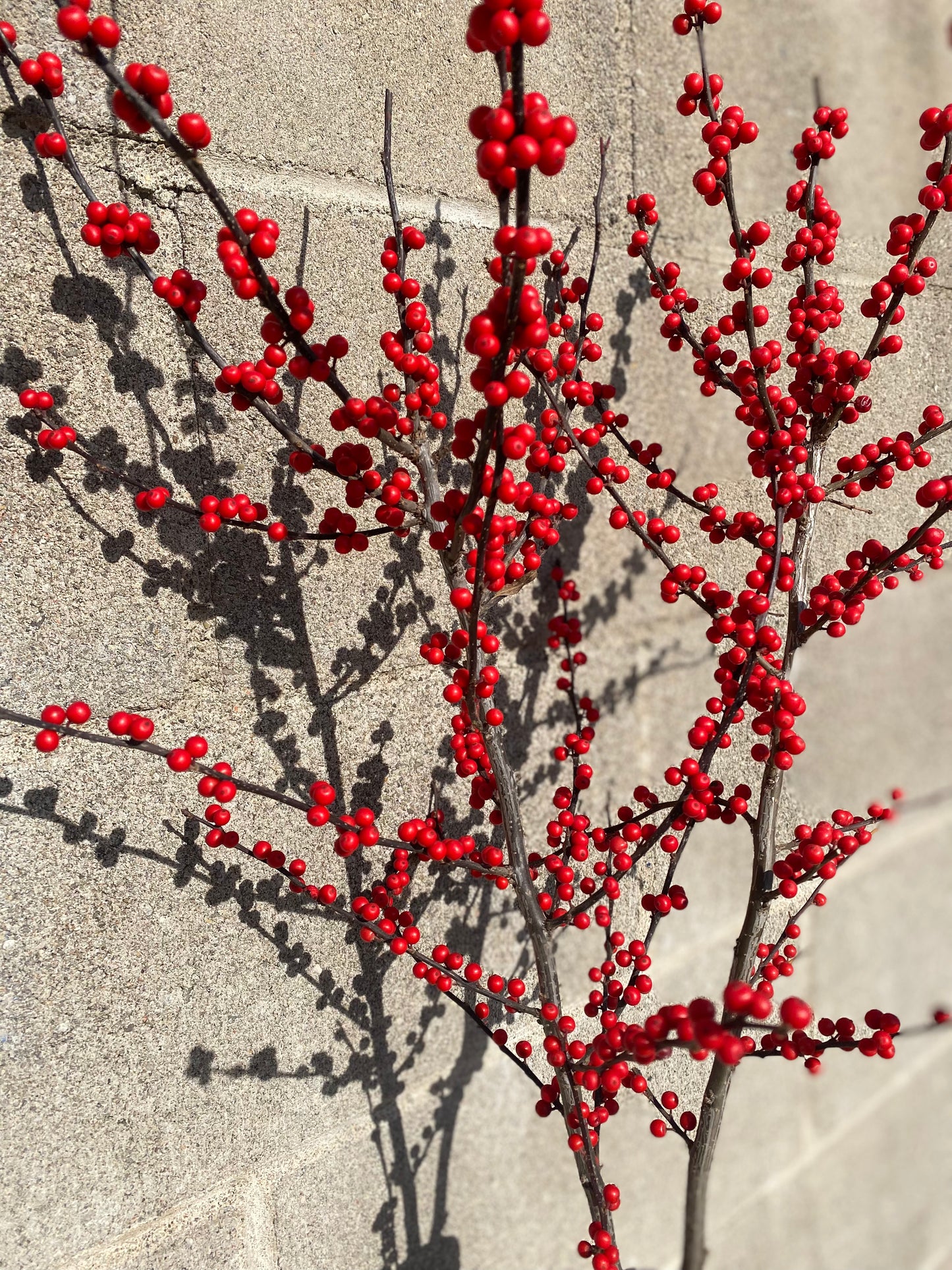 Ilex Berries in Ceramic Vase