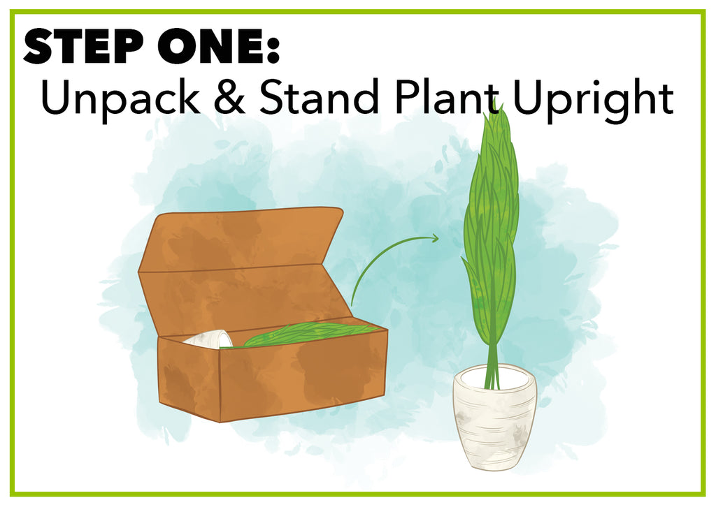 Unpack & Stand Artificial Plant Upright 