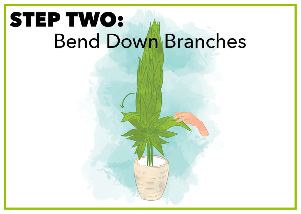 Bend Down Branches 