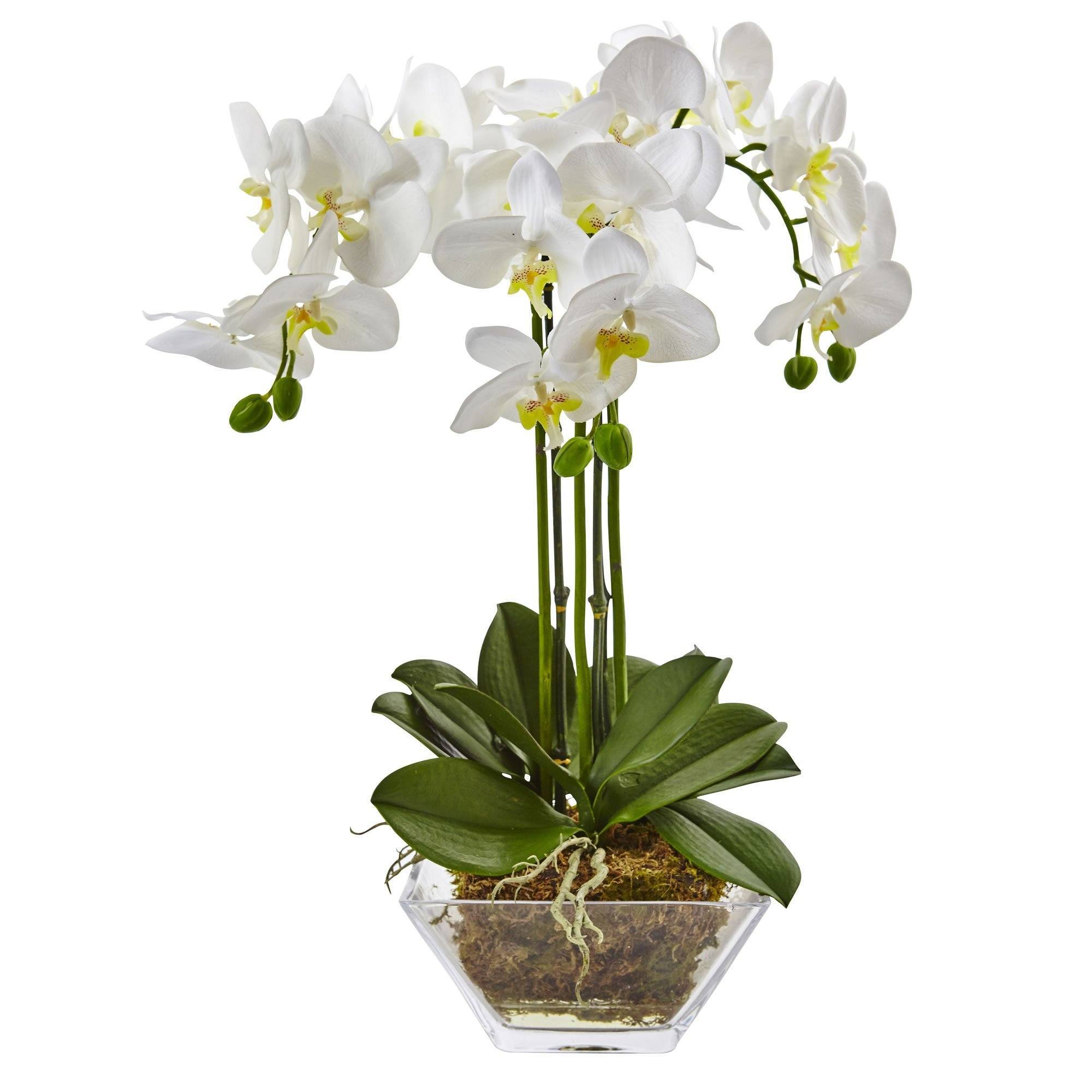 White, Large Artificial Silk Moth Orchid Flowers in Transparent Glass Vase Coffee Table Arrangement Centerpiece Decor Real Touch Natural Looking Phalaenopsis Flowers and Greens 