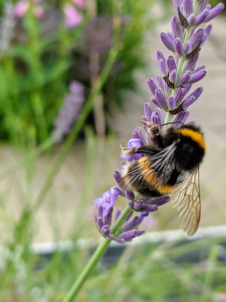 bee on lavender