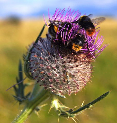 Honeybees on a thistle