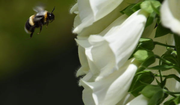 Bee in flight