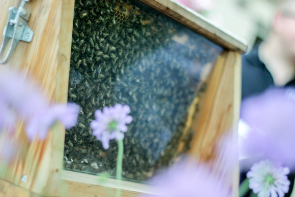 Colony of bees