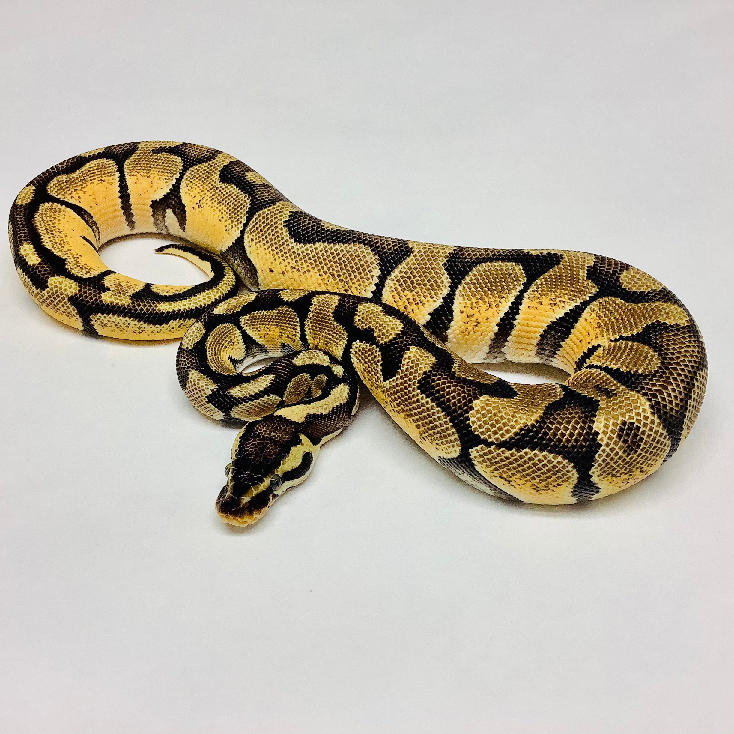 pastel ball python full grown