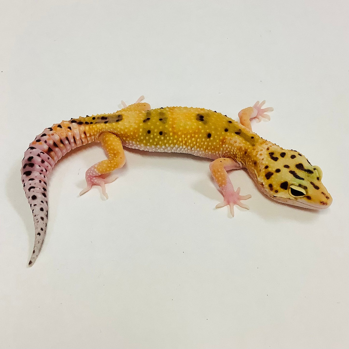 Tangerine Eclipse Pos Het Tremper Leopard Gecko- Female #A-D2-62222-1