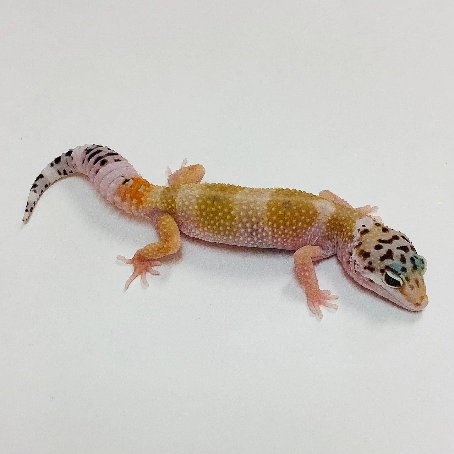 Hypo Tangerine W/Y Pos Het Tremper & Eclipse Leopard Gecko- Female #E-E5-91022-1