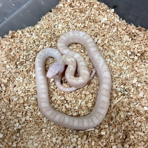 Snow Texas Ratsnake 2021