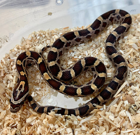 Cornsnake Het Blood Red Scaleless