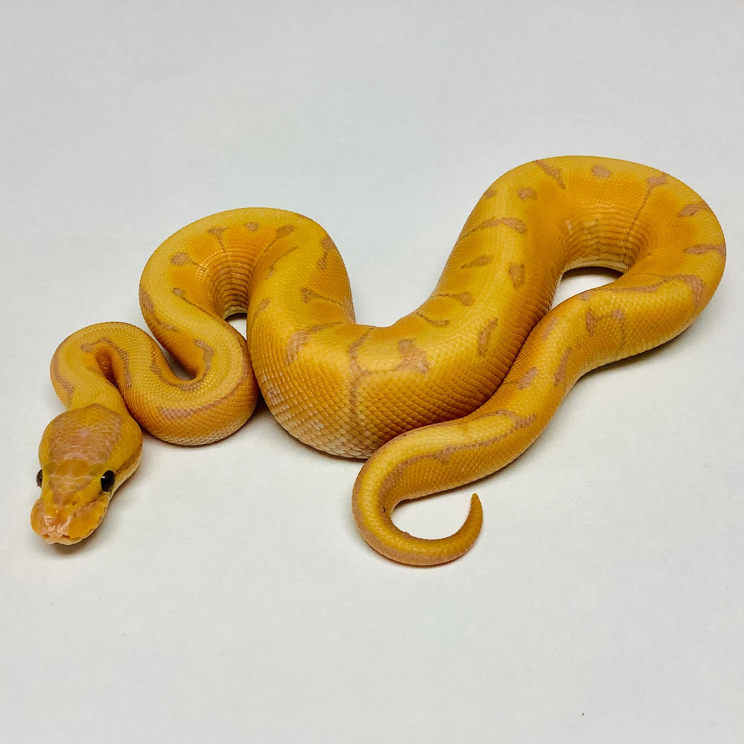 Banana Enchi Pinstripe Ball Python - Male #2022M01