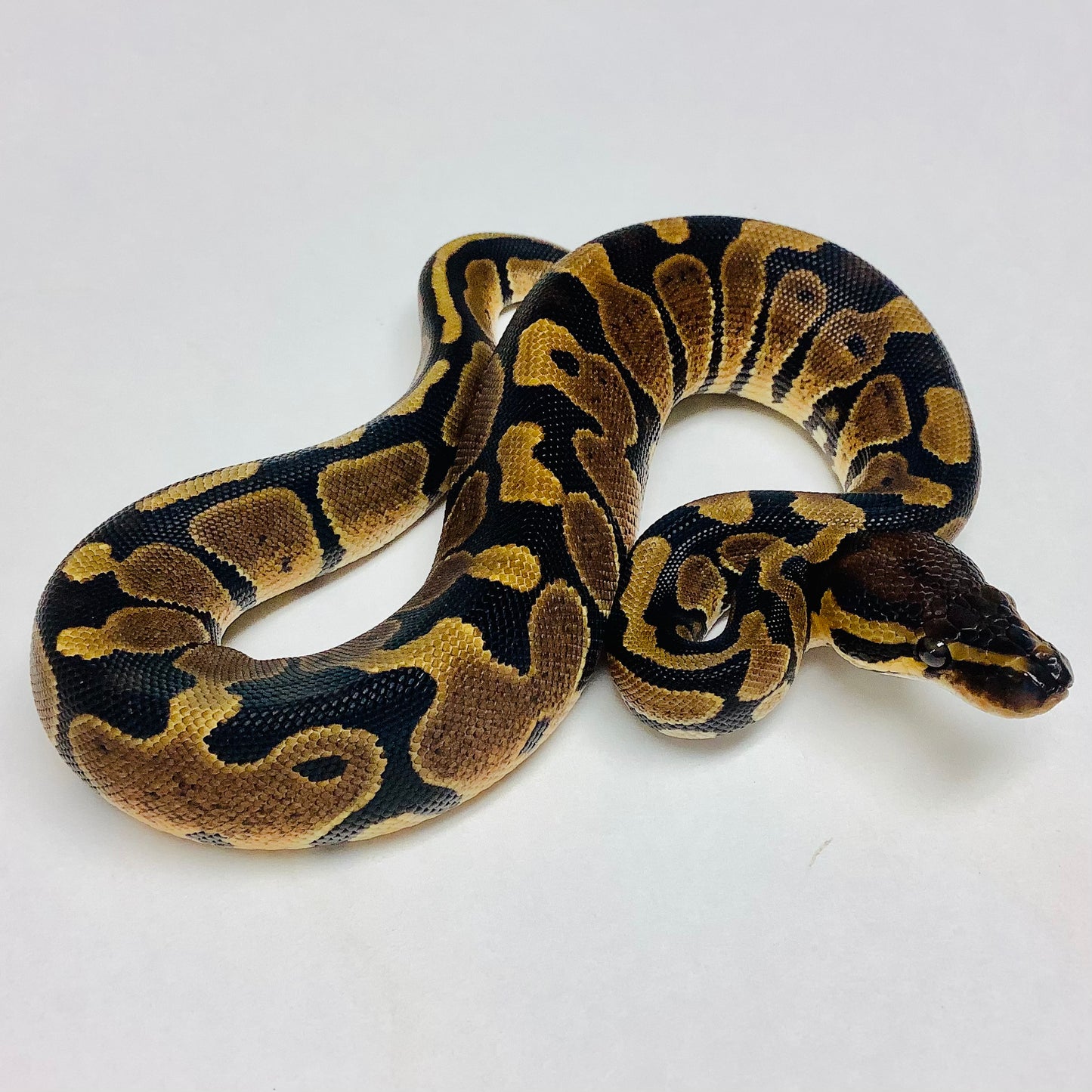 Het Albino Ball Python- Female #2022F04