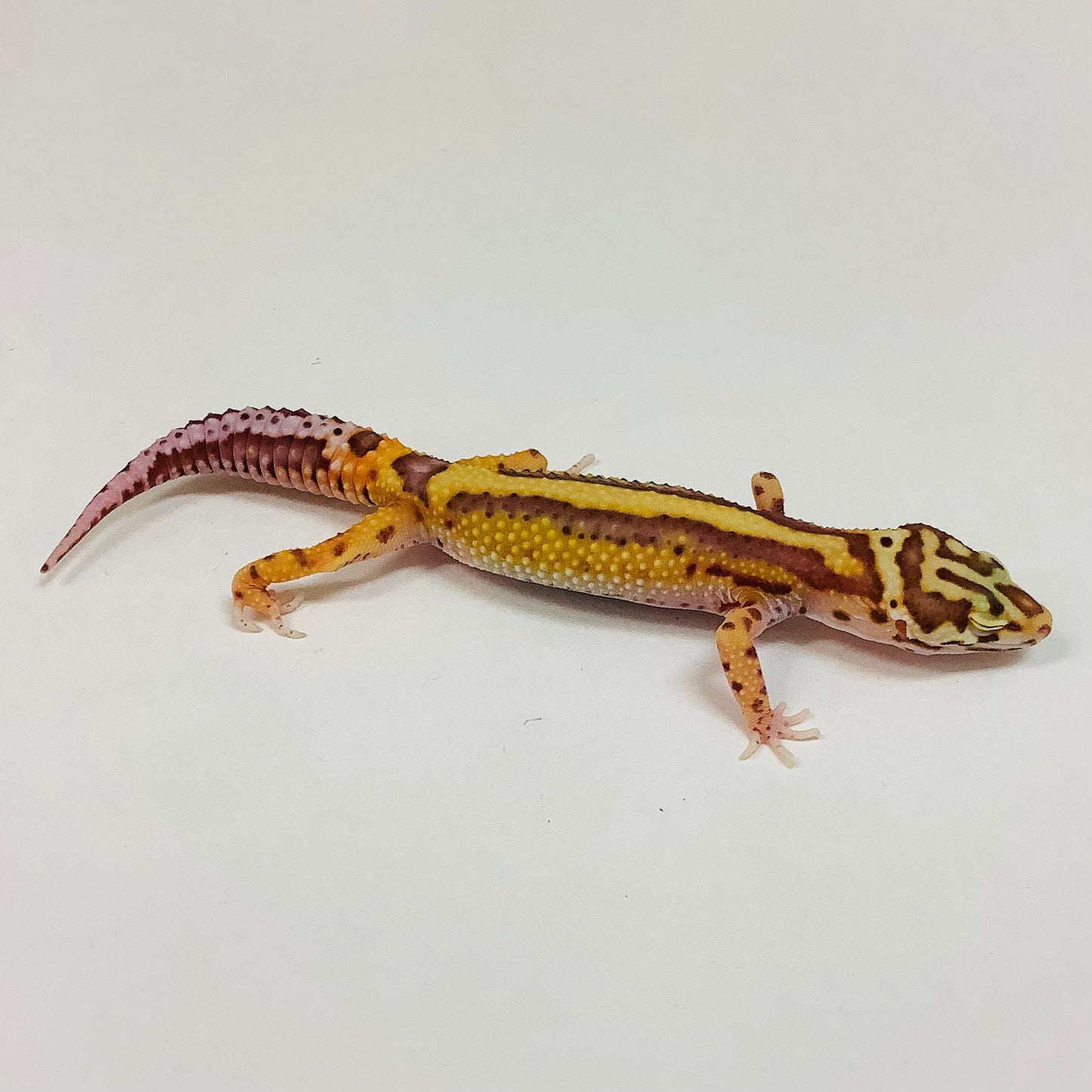 Bold Bell Leopard Gecko- Female #K-A1-80122-1