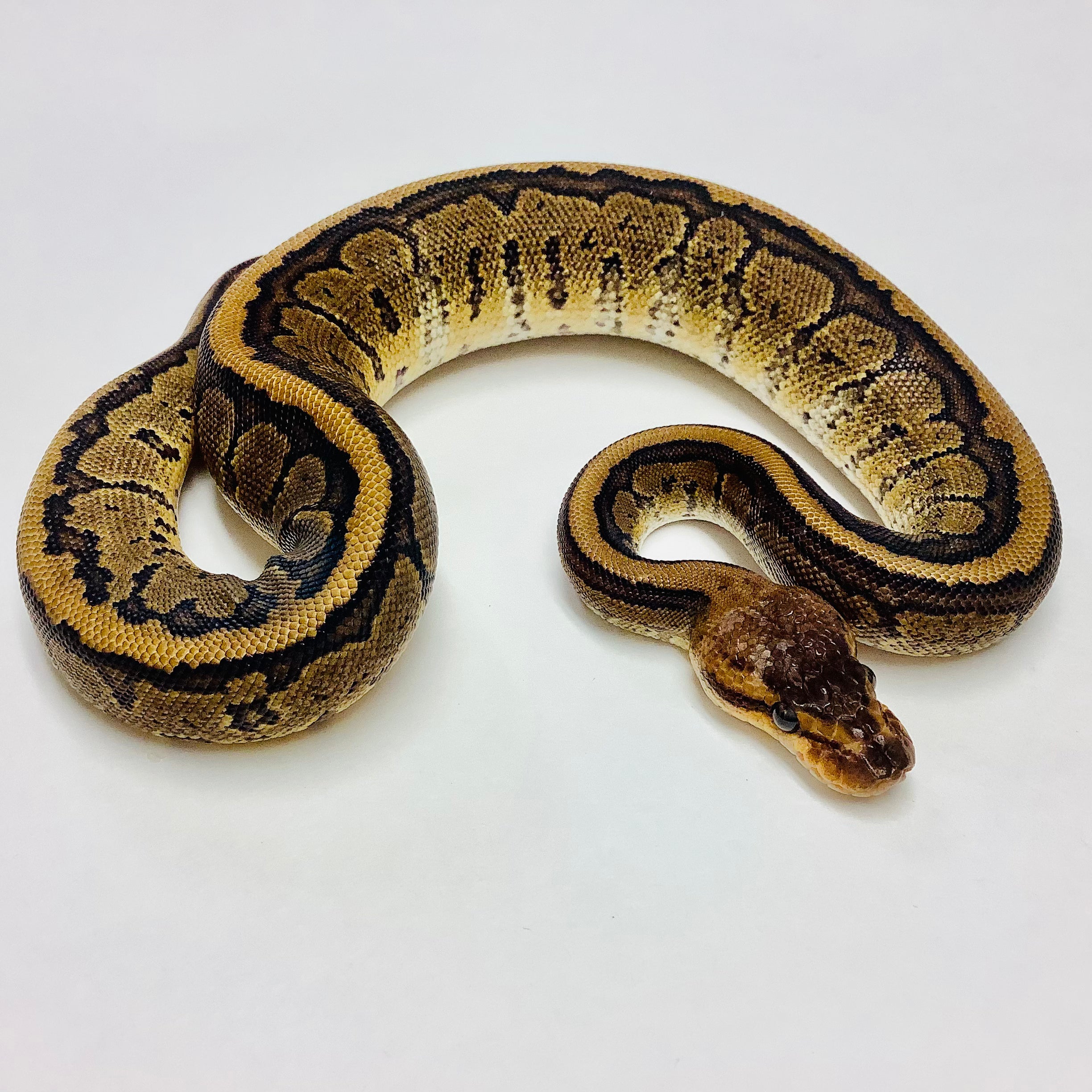 pinstripe ball python baby