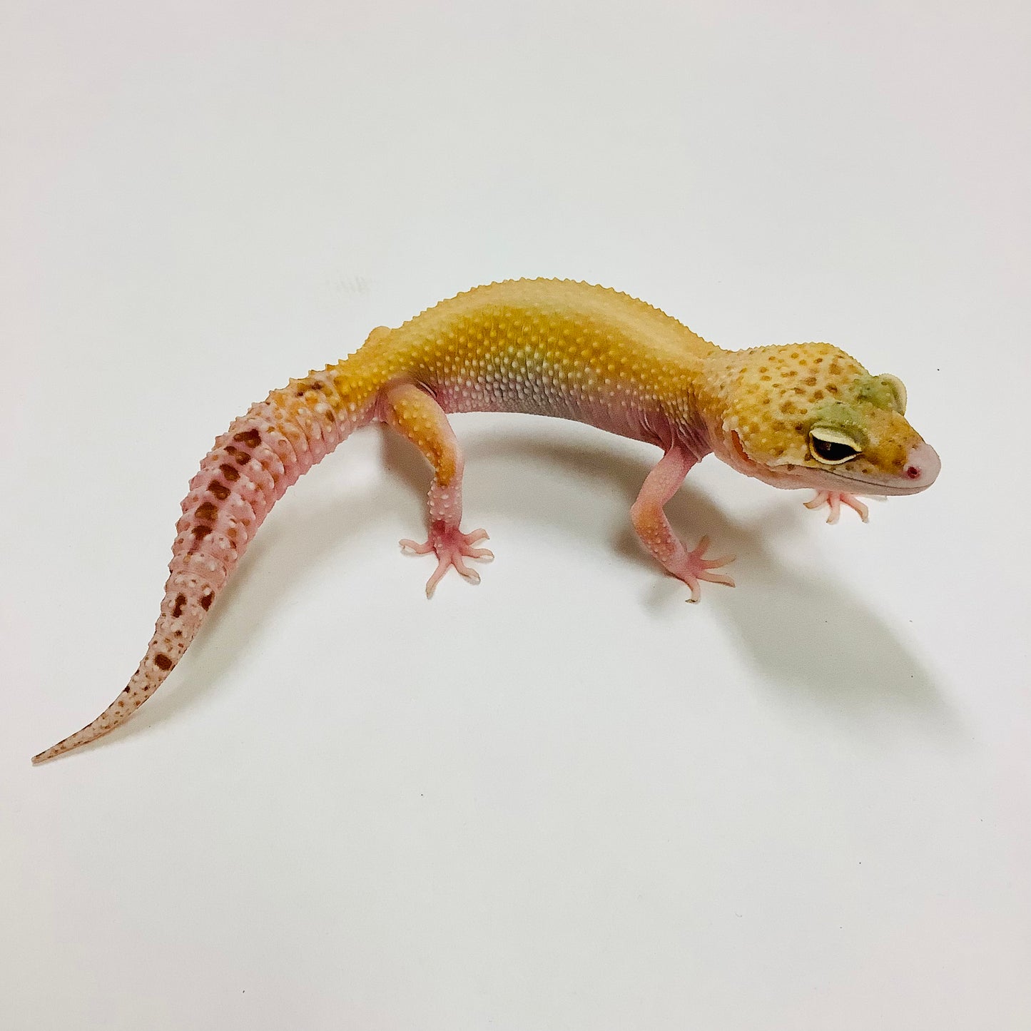 Mack Snow Raptor Leopard Gecko (TSF) #U-O11-90620-1
