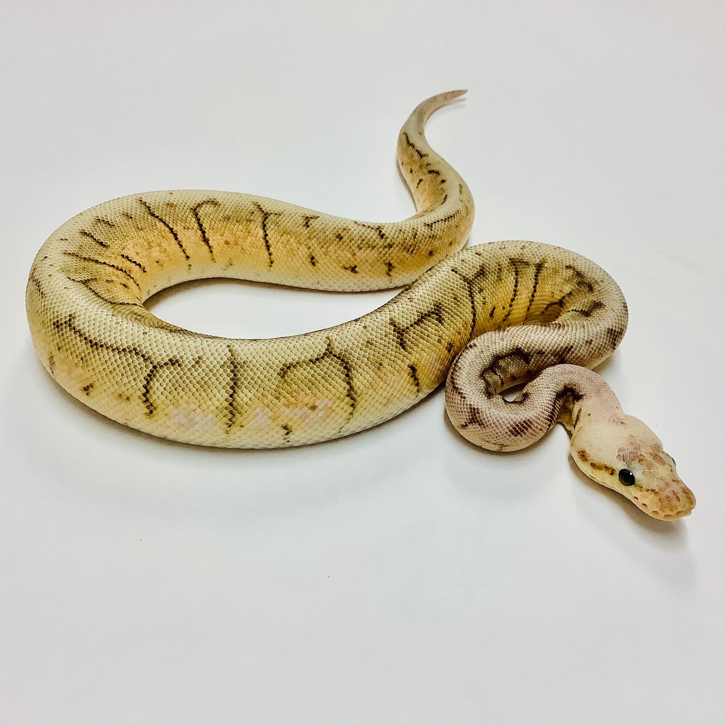 Spinner Blast Ball Python- Female #2022F01