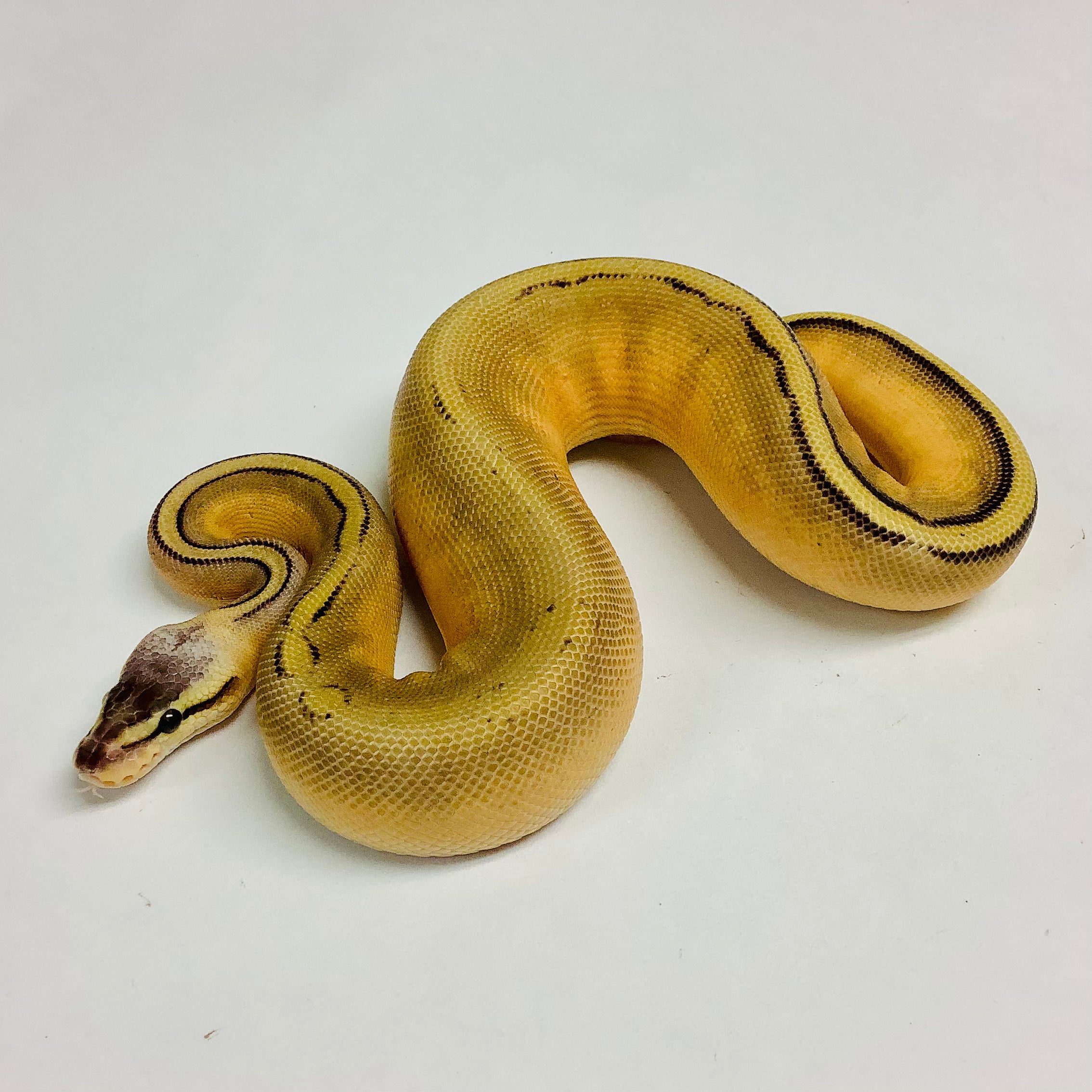 baby super pastel ball python