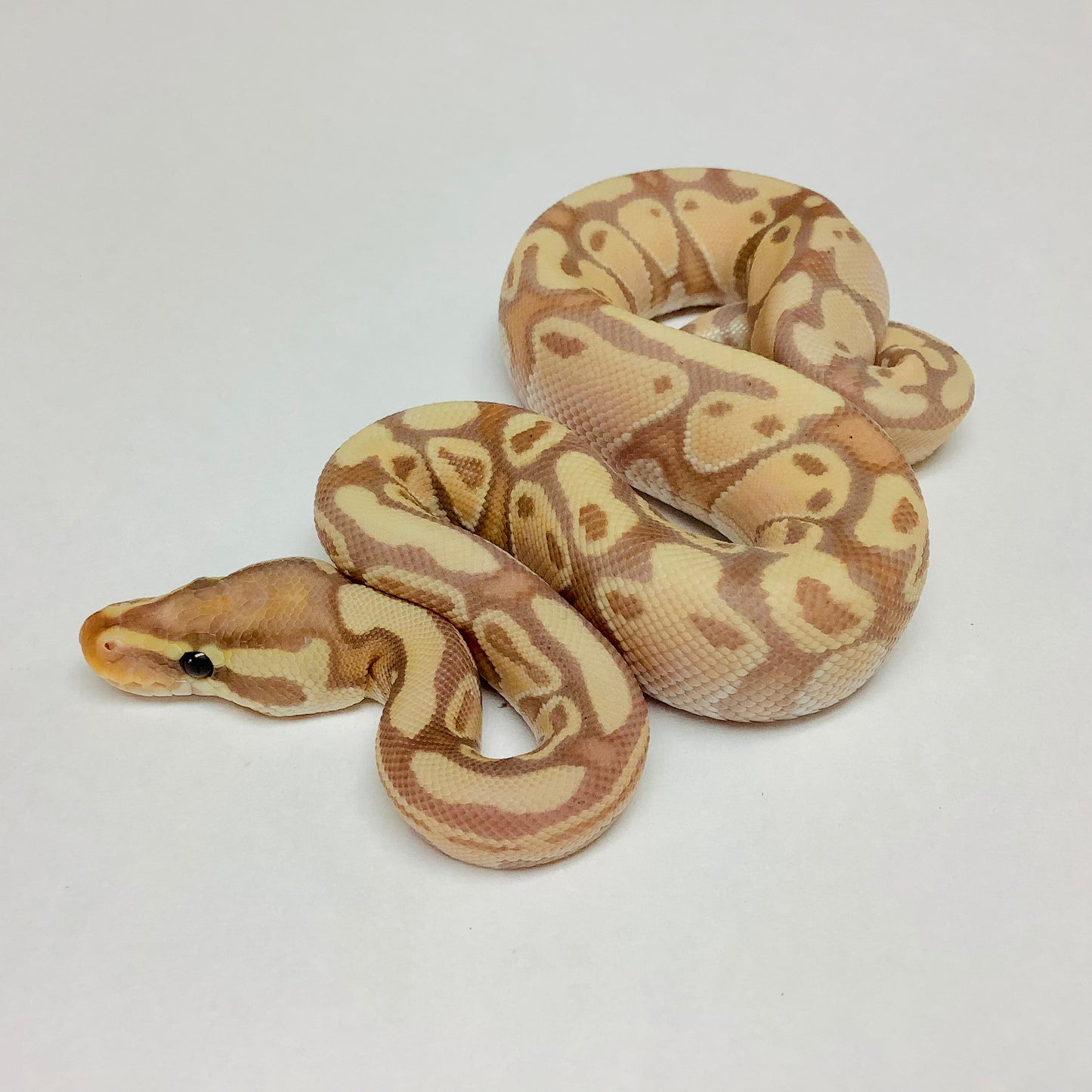 Banana Pastel Ball Python - Male #2022M05