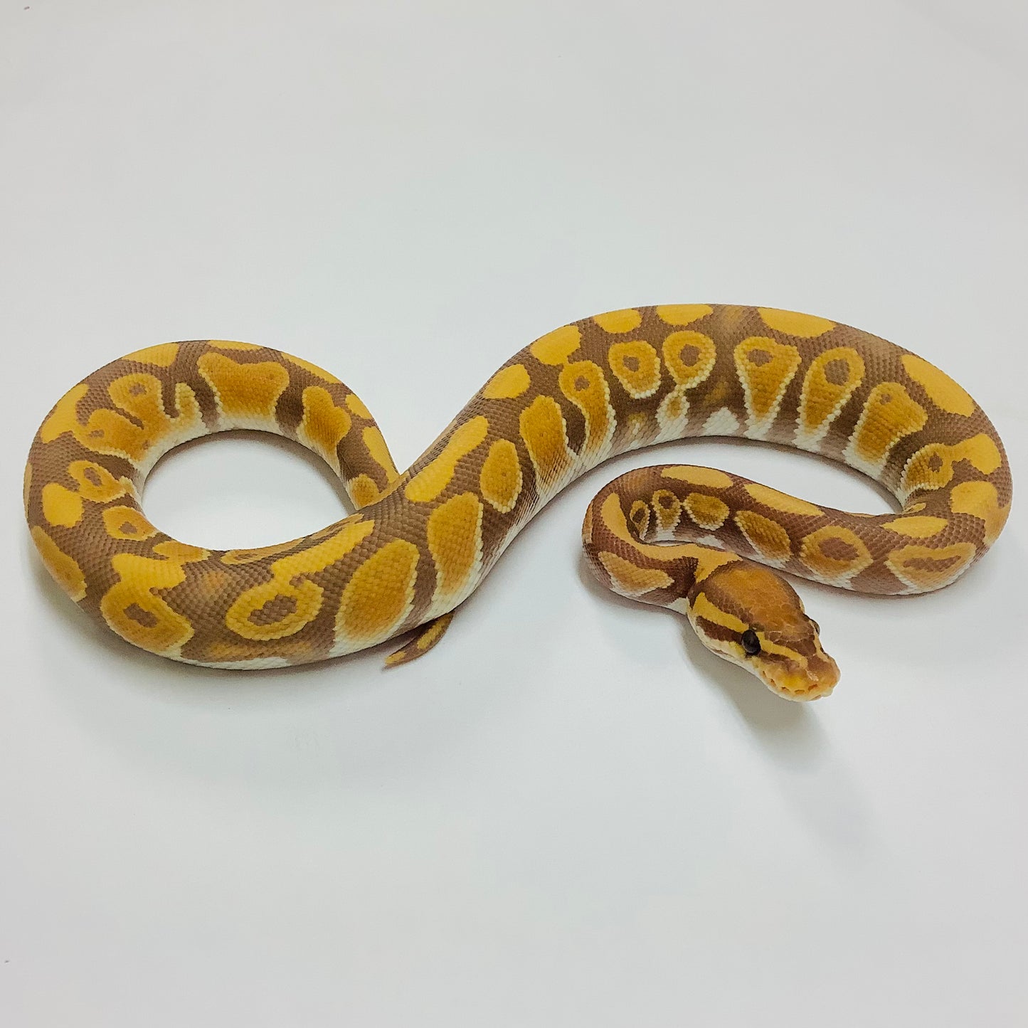 Ultramel Ball Python - Male #2022M04