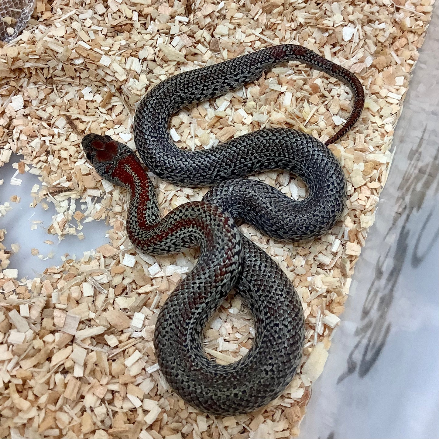 Granite Mex Mex Kingsnake (San Luis Potosi) Female #2022F02