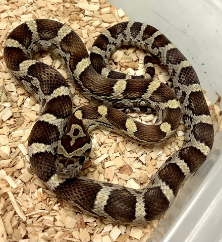 Caramel Het Amber Cornsnake