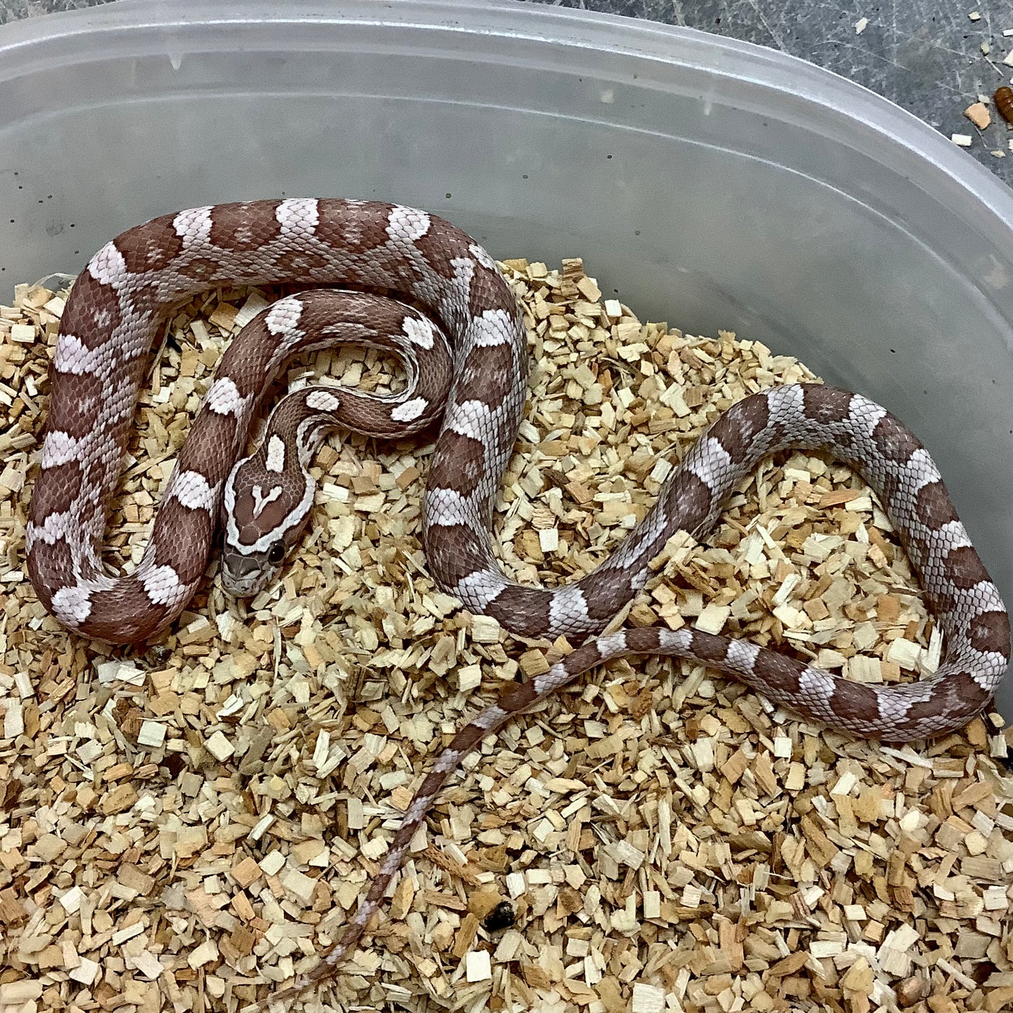 Ultramel Anerythristic Cornsnake 2022