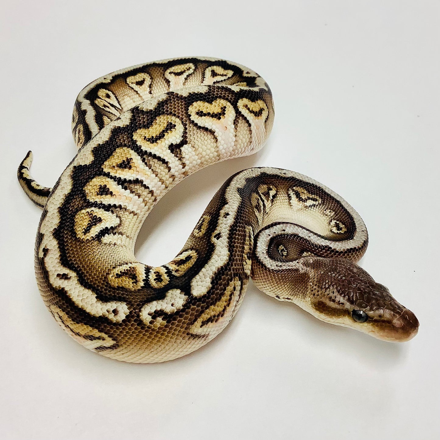 Russo Lesser Hidden Gene Woma Ball Python - Male #2022M01
