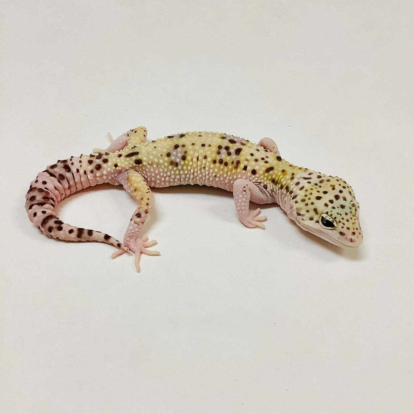 Mack Snow Eclipse W/Y Pos Het Tremper Albino Leopard Gecko Male- #TB-P-I1-80619-1