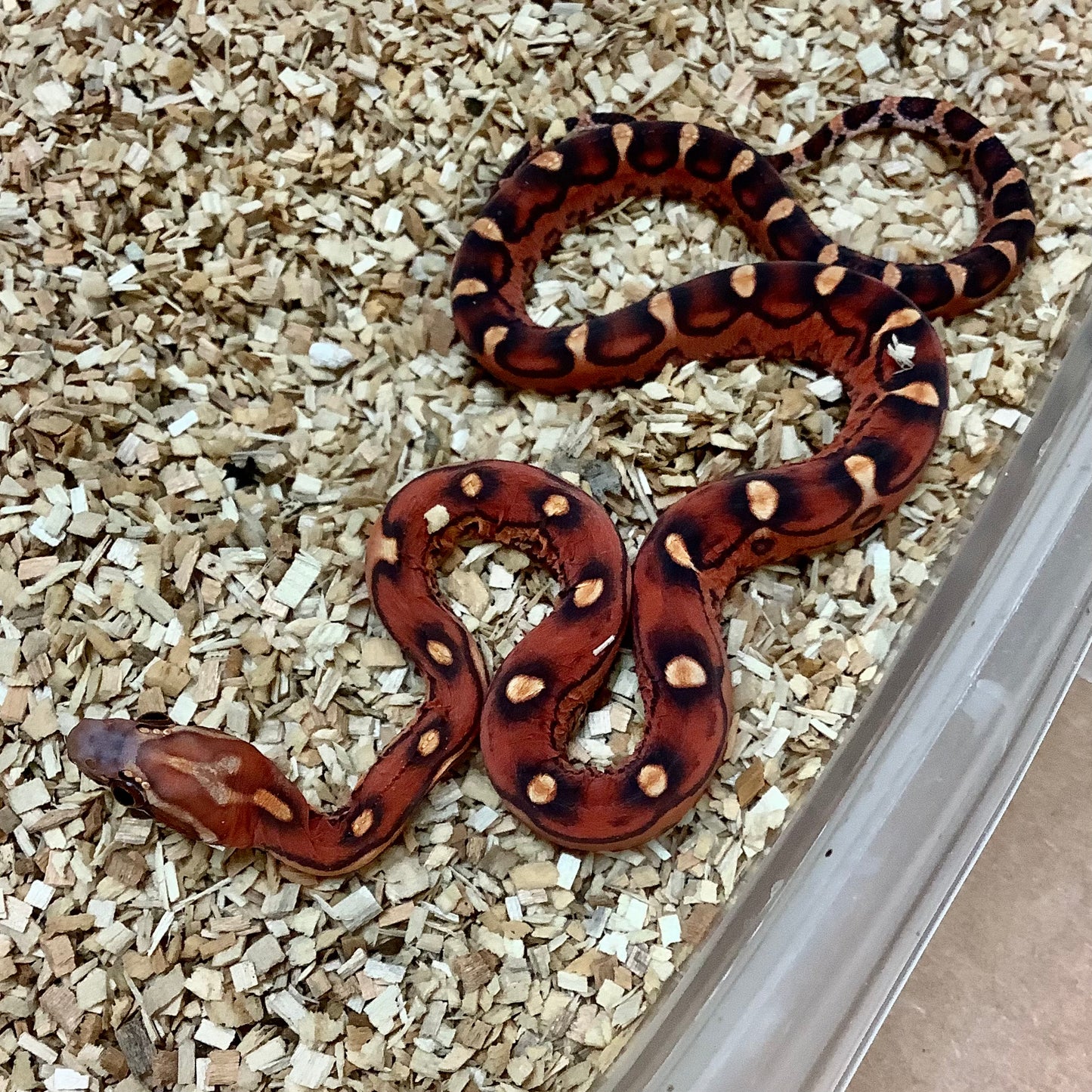 Scaleless Okeetee Cornsnake- Female #2022F07
