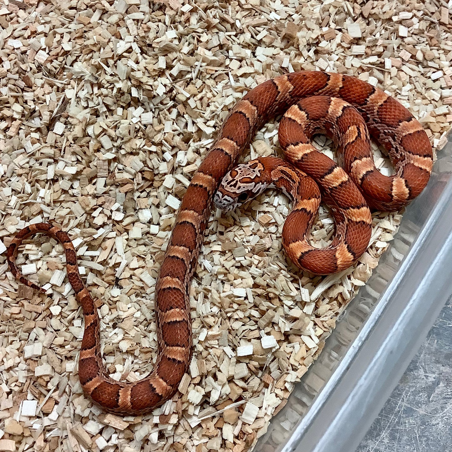 Sunkissed Kistachie Cornsnakes 2022