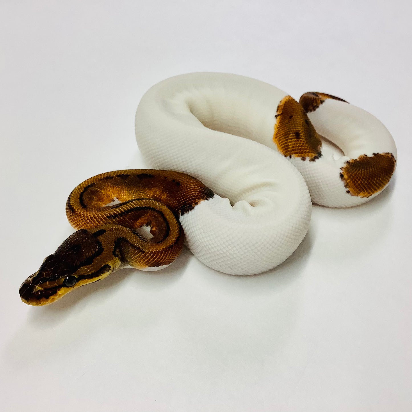 Pinstripe Pied Ball Python - Female #2022F01