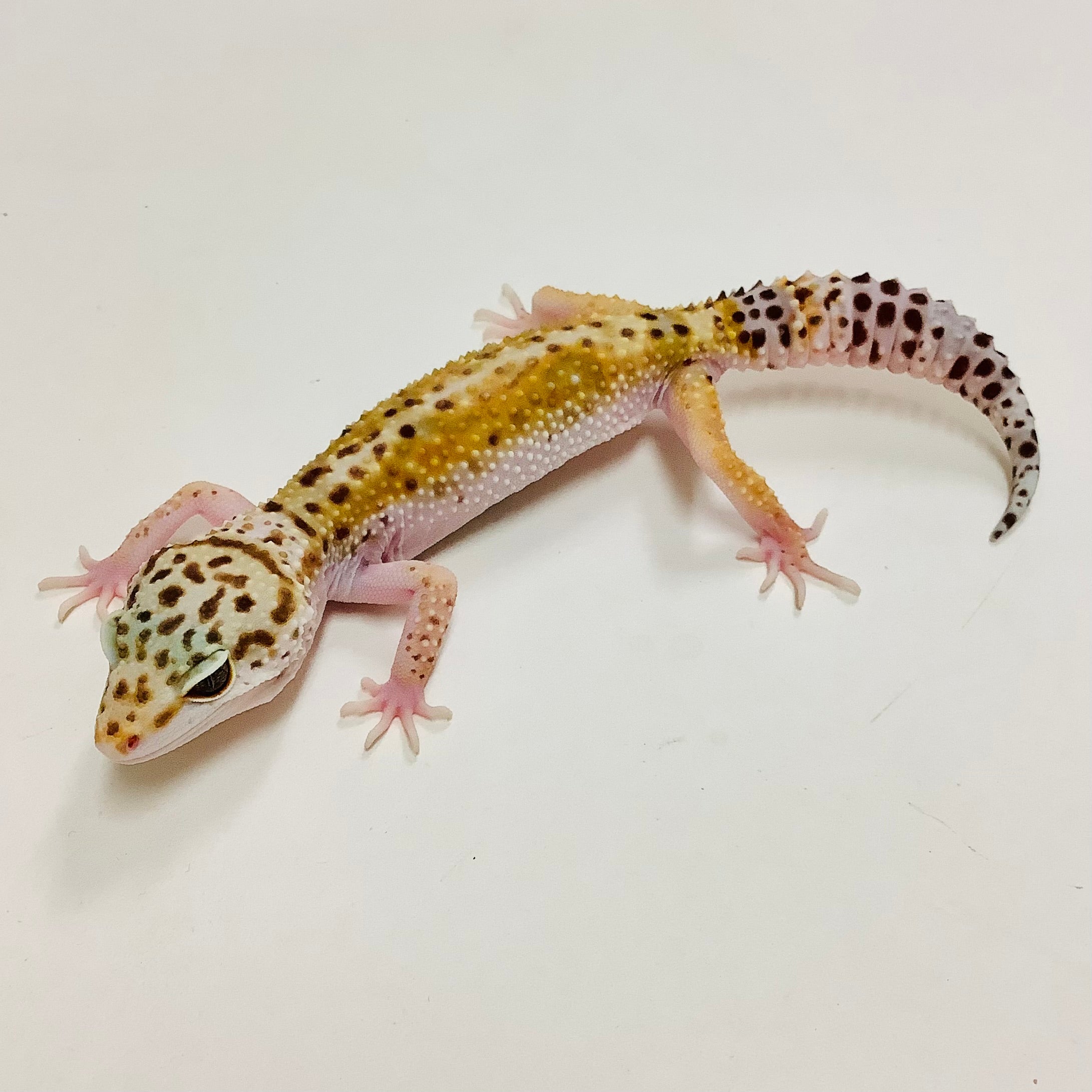 mack snow leopard gecko baby