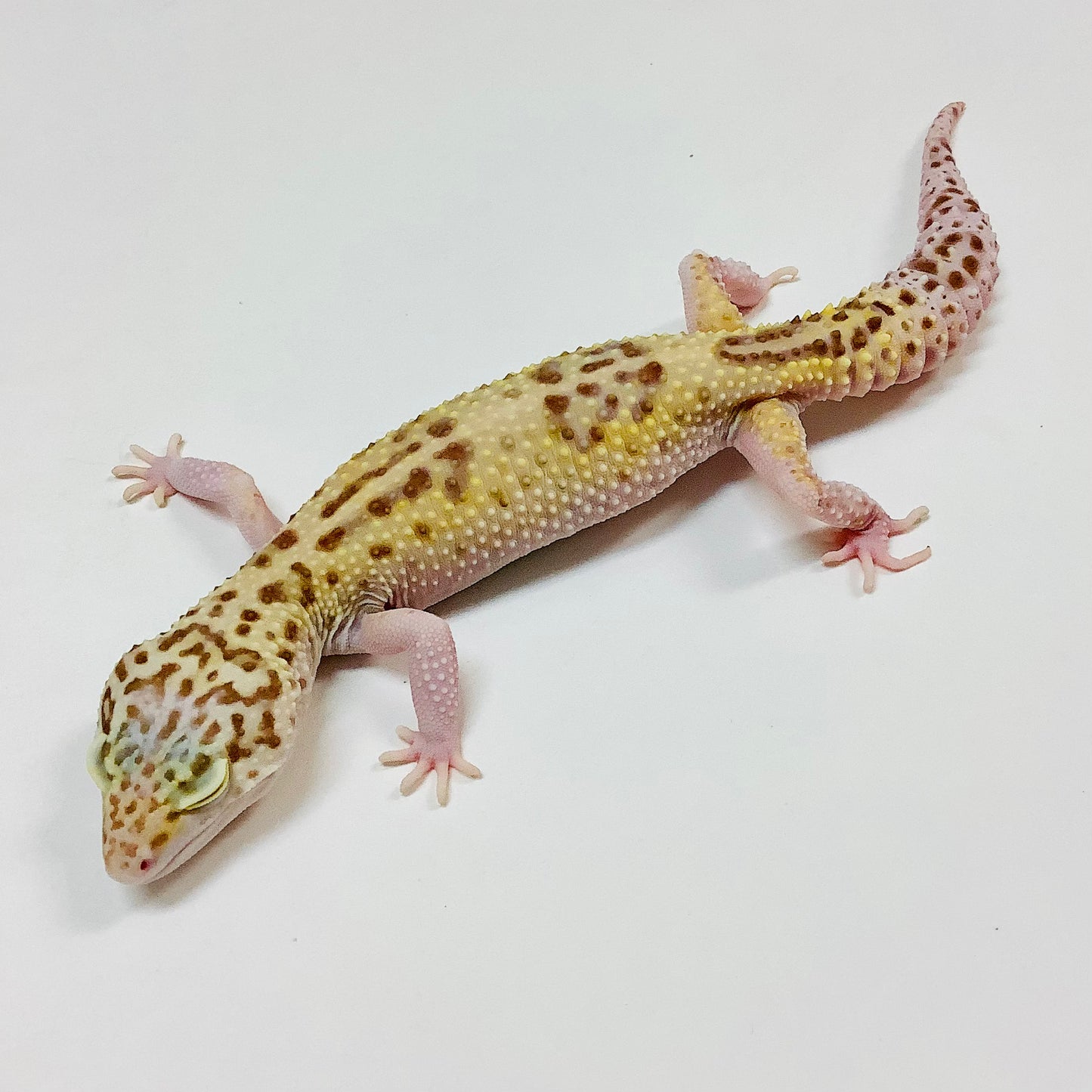 Mack Snow Raptor W/Y Leopard Gecko(TSF) - #TB-V-M3-73019-1