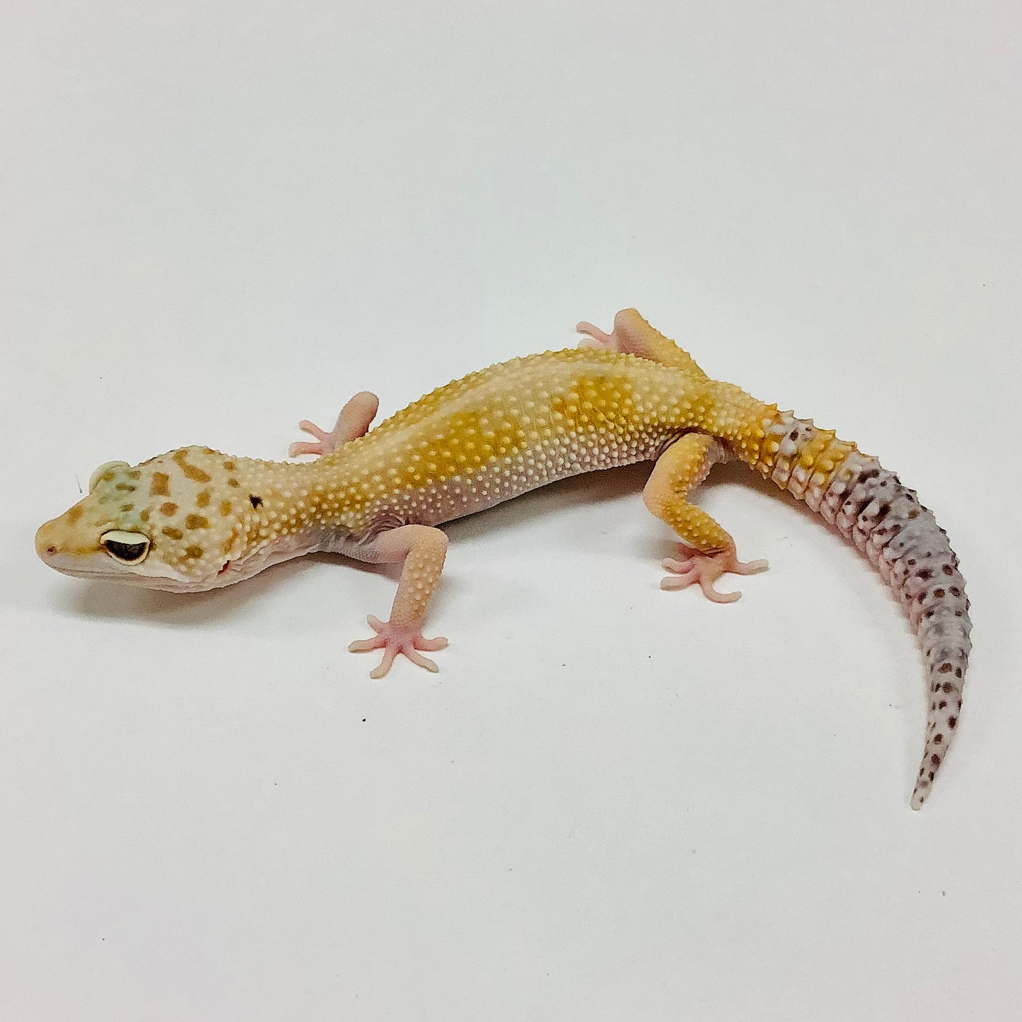 Hypo Tangerine W/Y Het Eclipse Leopard Gecko (TSF) - #TA-V-P9-70918-1
