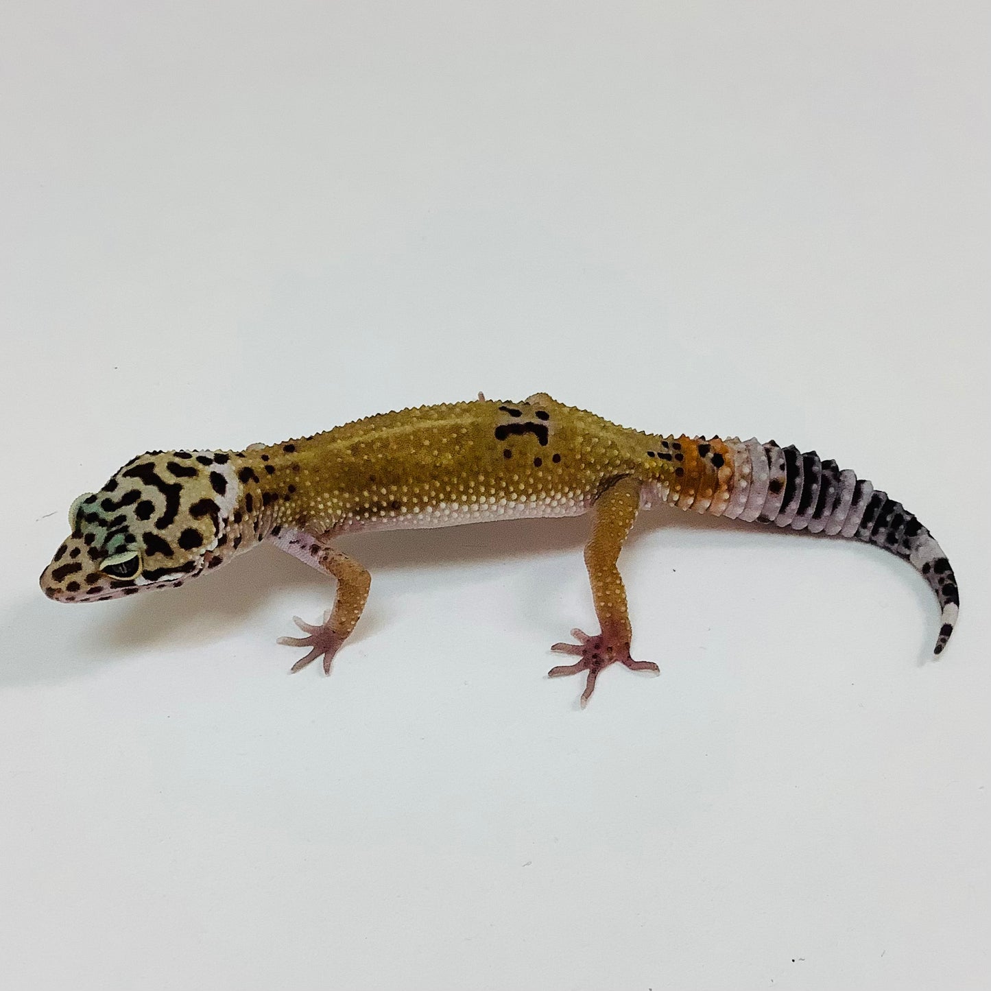 Dark Hypo Mack Snow Het Tremper Leopard Gecko- Male #F-H4-91522-1