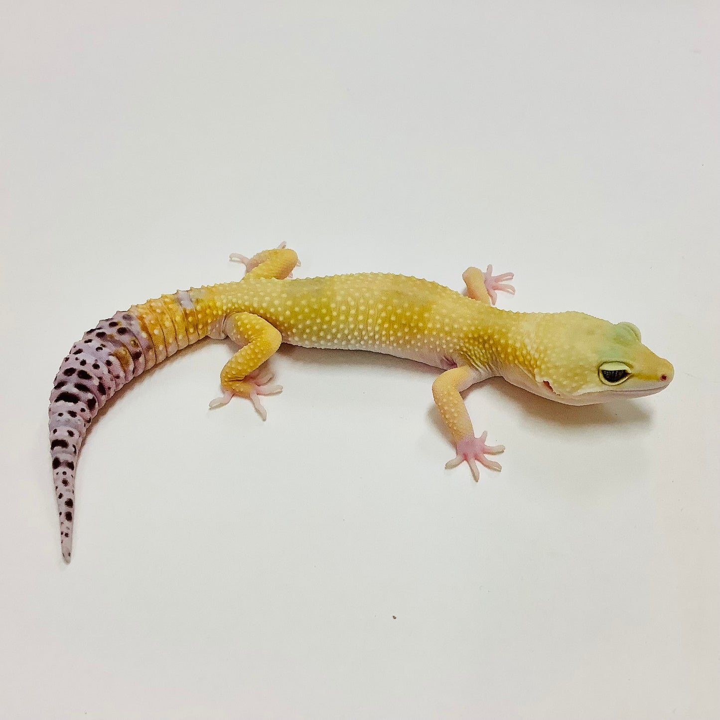 Super Hypo Tangerine W/Y Het Eclipse Leopard Gecko-Male-#E-J9-62320-1
