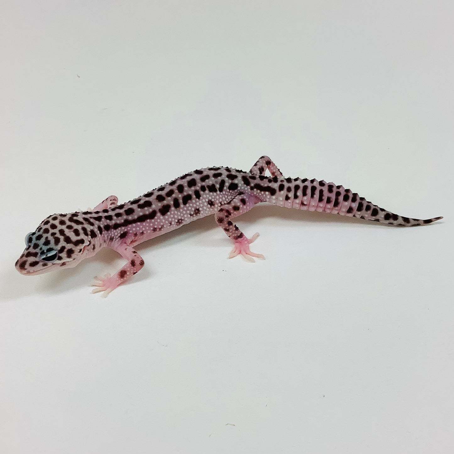 Super Snow W/Y Pos Het Tremper & Eclipse Leopard Gecko- Female #J-B4-72822-1