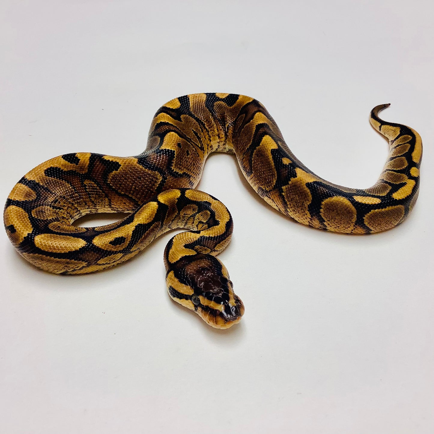 Red Stripe Yellowbelly Ball Python - Male #2021M02