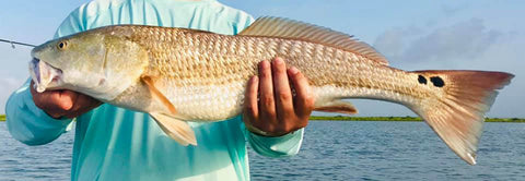 Image of an angler holding a big redfish.