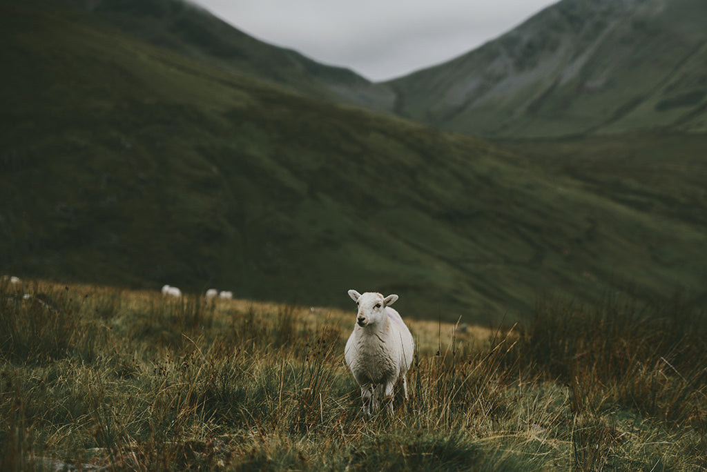 Lanolin from Wool